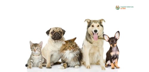 veterinarios en Murcia La flota