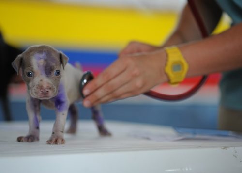 veterinario 24 horas en Valencia