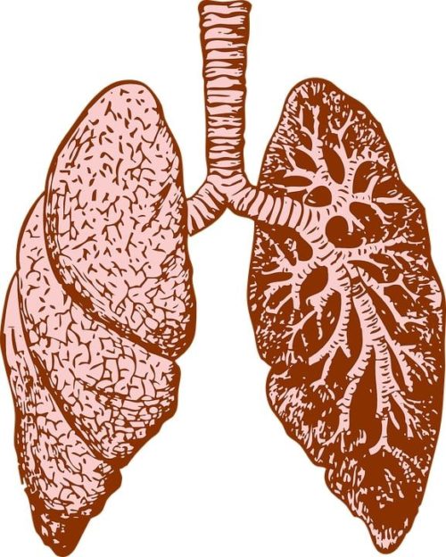 fibrosis quística