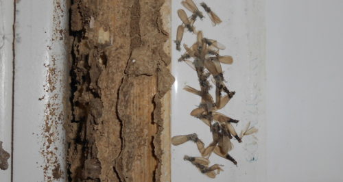 tratamiento de termitas y eliminación